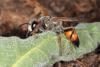 Sphex funerarius